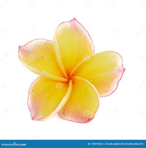 Plumeria Rubra Flower Isolated On White Background Stock Image Image