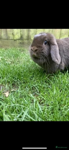 Pure Mini Lop Baby Bunnies Girls And Boys Wells Pets4homes