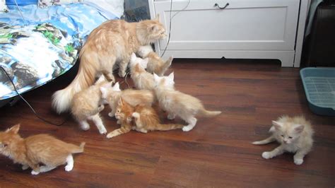 Mother Cat Sends Kittens Running for Cover When Her Attempted Jump Onto ...