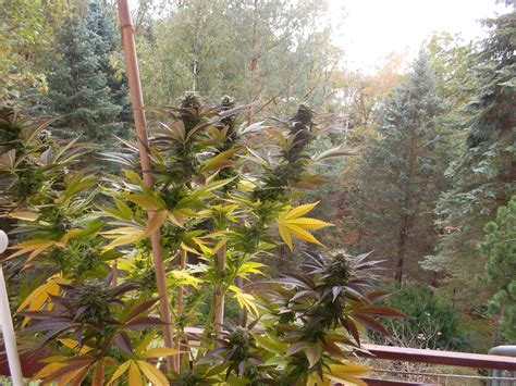 Jamaican Pearl Sensi Seeds Cannabis Strain Gallery