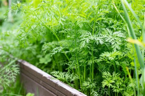 Un Campo Agr Cola Donde Crece Una Gran Cantidad De Zanahorias Brotes De