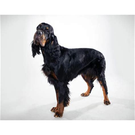 Сеттер-гордон (Gordon Setter) собака. ФОТО, ЦЕНА, продолжительность ...