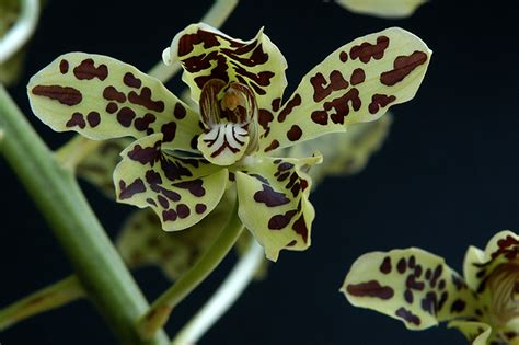 Anggrek Macan, Si Cantik dari Tanah Papua - NUGRA MEDIA