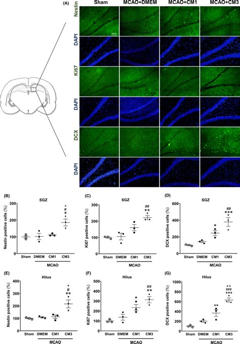 Effect Of Hescmsccm On Protein Expression Of Neurogenesis Markers