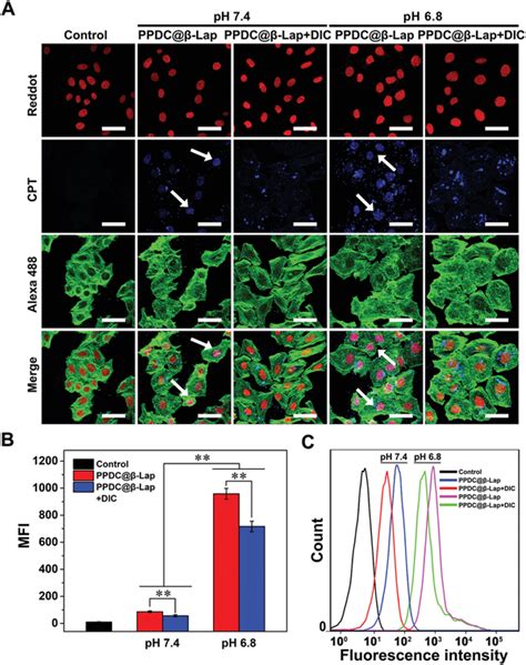 Cellular Uptake And Intracellular Distribution Of Micelles A Clsm