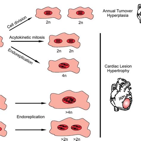 Cardiomyocytes In The Mammalian Heart Switch From Hyperplastic To