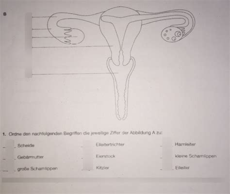 Sexualkunde Weiblicher Geschlechtsorgan Diagram Quizlet