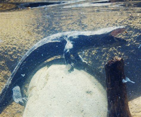 Chinese Giant Salamander | San Diego Zoo Wildlife Explorers