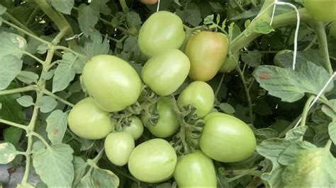 SCT वैदीक टोमॅटोंनी🍅केमिकल द्राक्षांचे 3 वर्षांचे 70 लाख कर्ज 3 ...