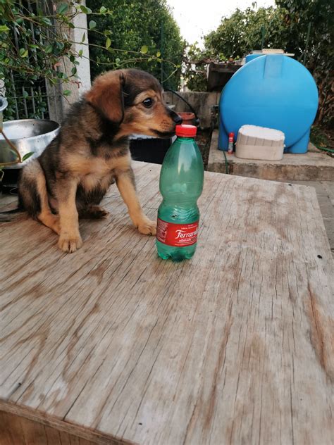 Cucciolo Meticcio In Adozione A Roma Lazio Lara Stupenda Cucciola Di