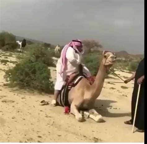 The Life Of A Camel Album On Imgur