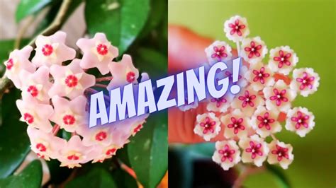 Simple Hoya Plant Care Tips How To Get Your Hoya To Bloom Plant