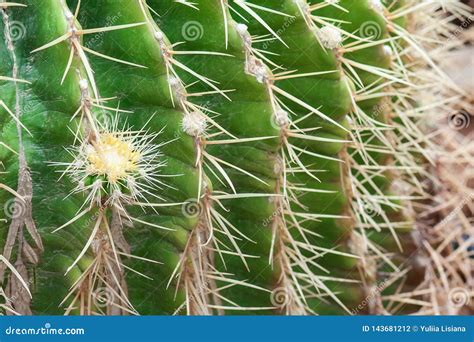 Spines Of Cactus Close Up Stock Photo Image Of Echinocactus 143681212