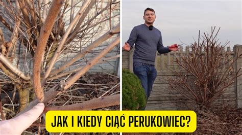 Jak I Kiedy Ci Perukowiec Co Z Perukowcem Po Zimie Youtube