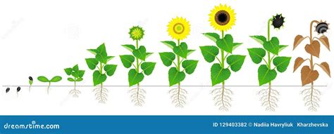 Parts Of Sunflower Plant Morphology Of Flowering Plant With Root