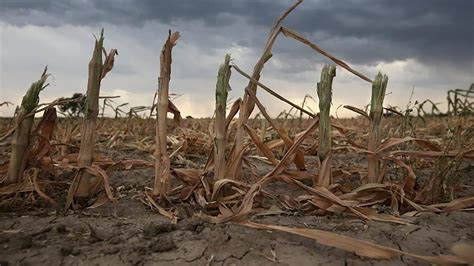 Declaran y prorrogan emergencia agropecuaria en Río Negro y otras