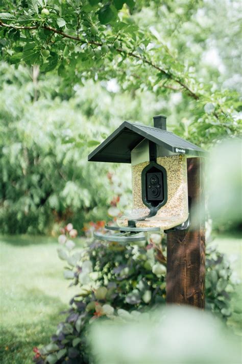 Feathersnap Bird Feeder Review The Dainty Squid
