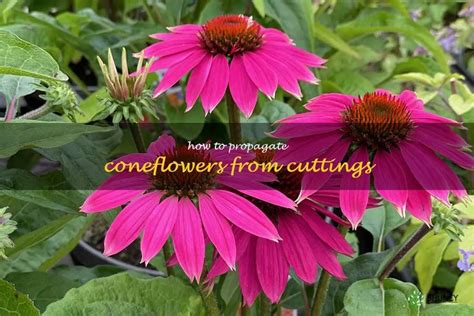 Propagate Your Coneflowers Easily With Cuttings A Step By Step Guide