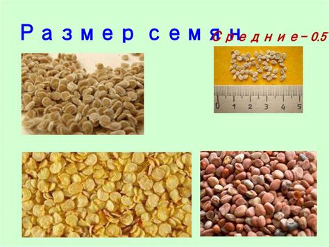 Весна. Время посева и глубина заделки семян - презентация онлайн