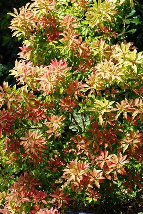 90 Amazing How To Prune Pieris Japonica Forest Flame Insectza