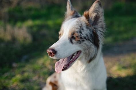 Un Perro Con Una Lengua Rosa Foto Premium