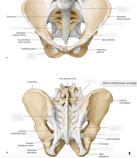 Anatomie B Nder Des Beckens H Fte Ansicht Von Ventral Dorsal