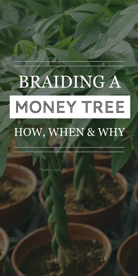 Braiding Money Trees How Why And When To Do It The Healthy Houseplant