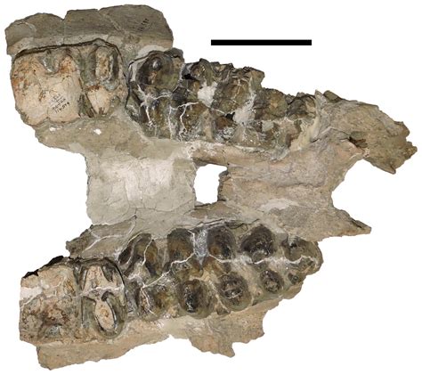 Mammut Pacificus Sp Nov A Newly Recognized Species Of Mastodon From