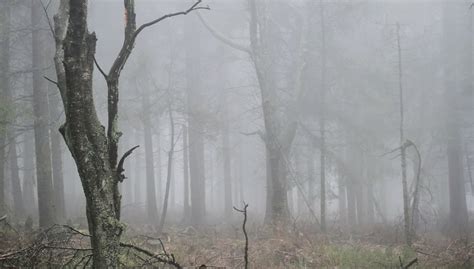 Tajemnicza śmierć podróżnika Ciało przykute do drzewa Wydarzenia w