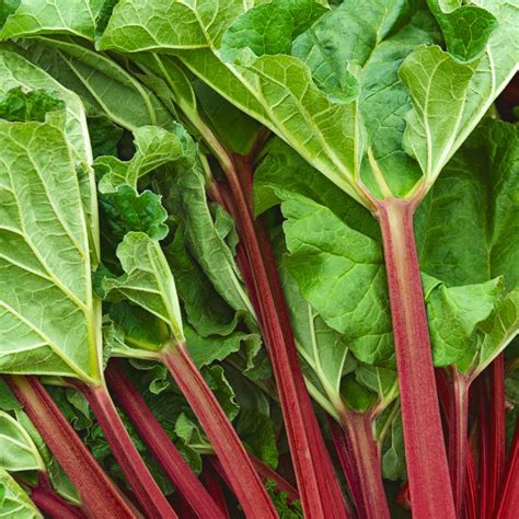 Kangarhu Rhubarb Perennial Vegetables From Gurneys