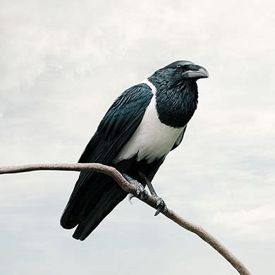 Pondering Pied Crow - Alice Zilberberg