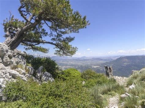 Biodiversidad Costa Granadina Y Pino Salgare O Pino Negral O