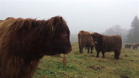 Scottish Highland Cattle In Finland Cows Say Moo Moo Moo Moo Youtube