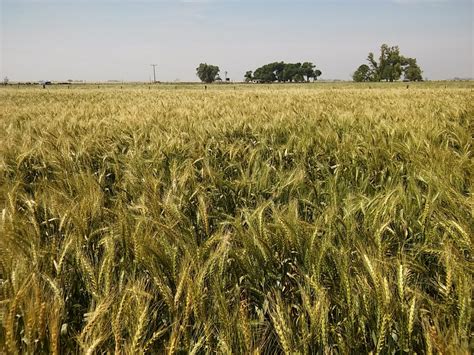 Nueva Herramienta Para Mejorar El Potencial De Rendimiento Del Trigo