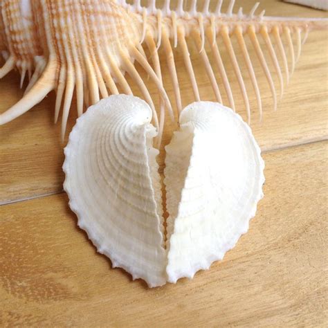 Clam Shells Concentric Type Sea Shells Natural Conch Shells Crafts Beach Wedding Decoration