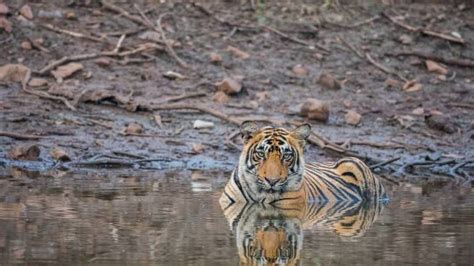 Information About Ranthambore National Park