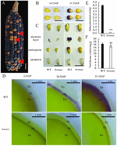 Phenotypic Analysis Of WT And Bronze Mutant A Mature Ear Of F2 From