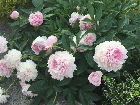 Peony Fertilizer 101 The Ultimate Guide To Fertilizing Peonies