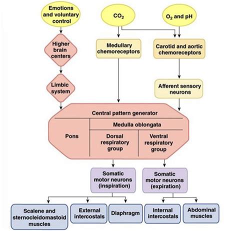 Neural Control Of Breathing Flashcards Quizlet