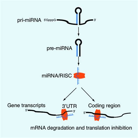 The Process Of Mirnas In Gene Modulation The Mirna Primary Transcript