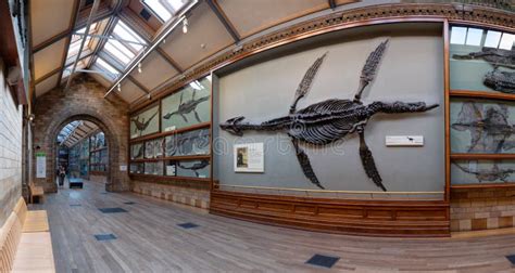 Panorama Of One Of The Halls With Dinosaur Fossils In Natural History