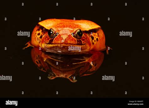 Tomato Frog Dyscophus Antongilii Stock Photo Alamy