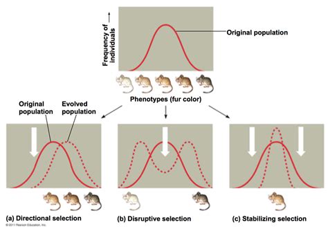 Biology - Unit 7 Part 2 Evolution Diagram | Quizlet