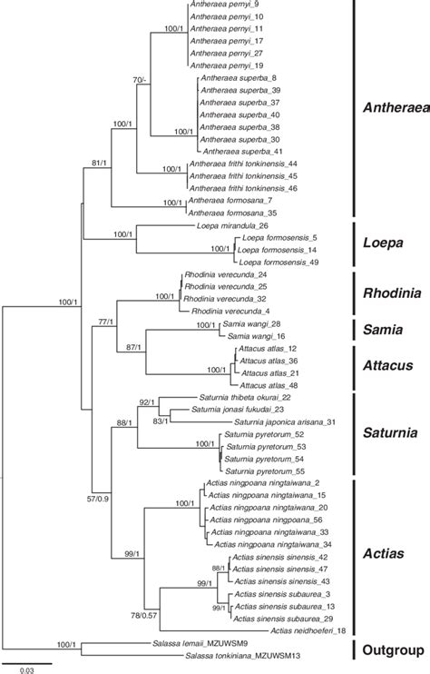 Phylogenetic Tree Constructed From COI 16S RDNA 28S RDNA Sequences