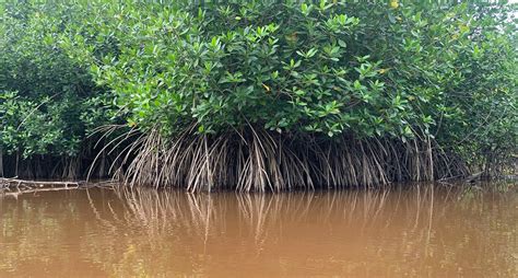 El Manglar O Bosques De Costa Ecosistemas Bellos Y Fascinantes