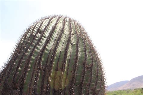 Cact Ceas Gigantes De Guanajuato Reserva Natural En Tierra Blanca