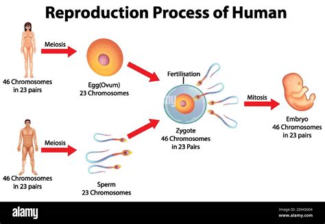 Reproduction Process Of Human Illustration Stock Vector Image And Art Alamy