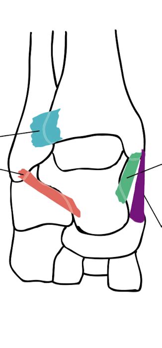 Anterior Ankle Joint Ligaments Diagram | Quizlet