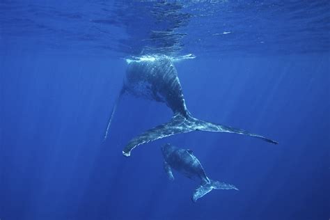 Maui Whale Watching Guide Humpback Whales In Hawaii