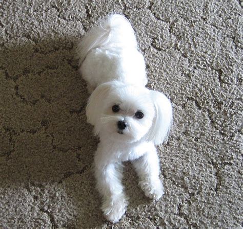 Help, I need grooming tips - Maltese Dogs Forum : Spoiled Maltese Forums